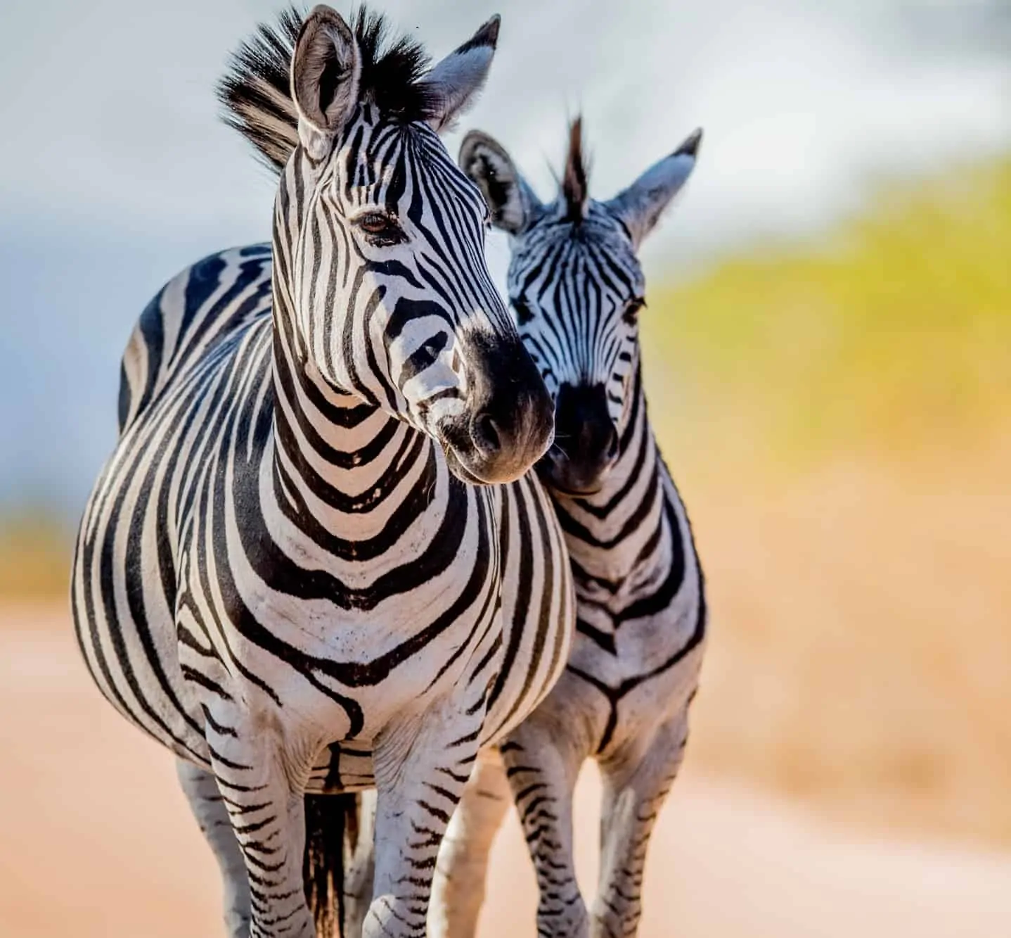 africa-3.webp
