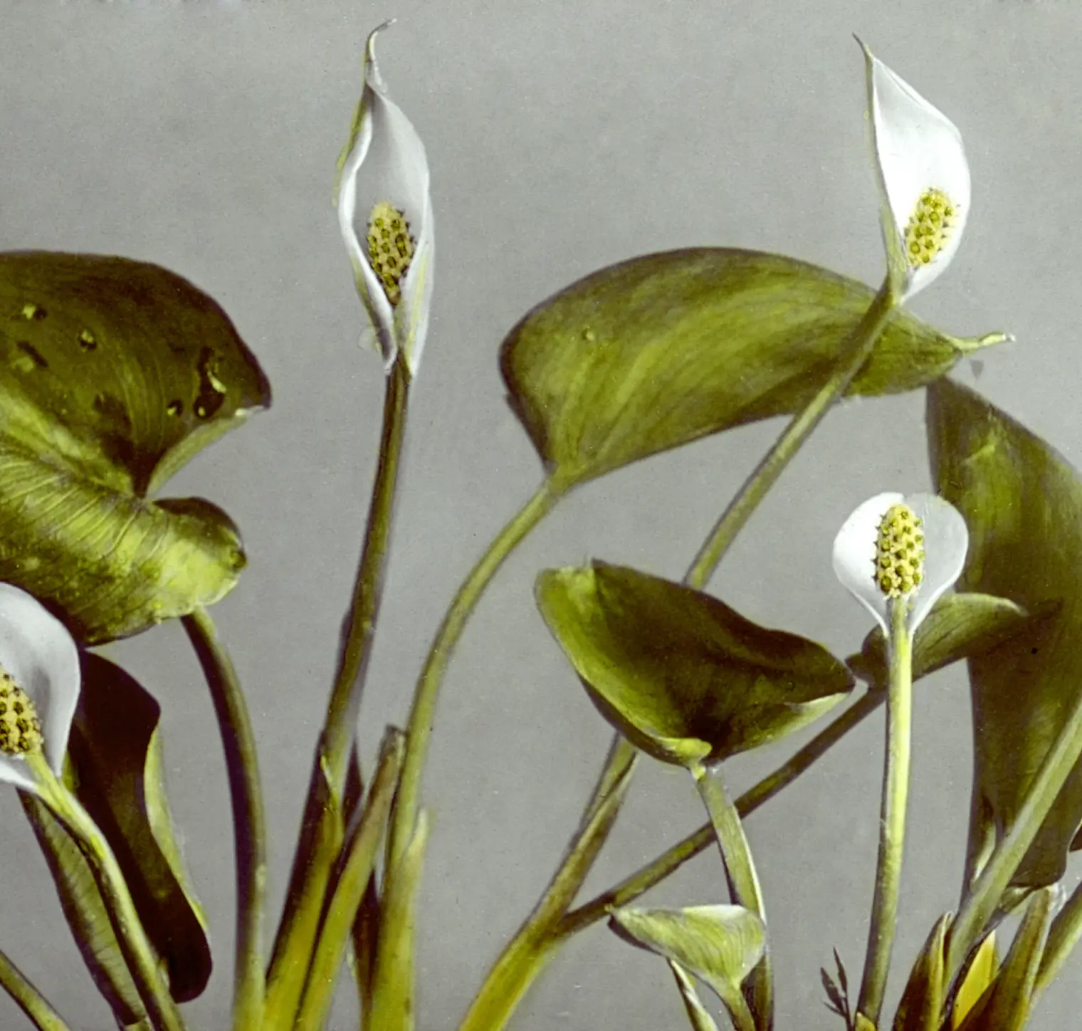 botany-flowers.webp