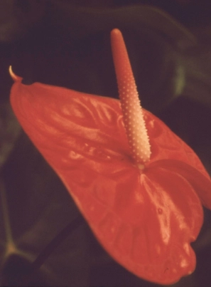 category-anthuriums.webp
