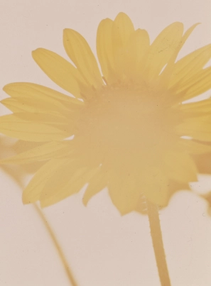 category-sunflowers.webp