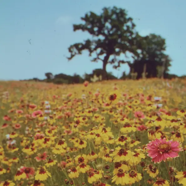 flower-meadow-square.webp